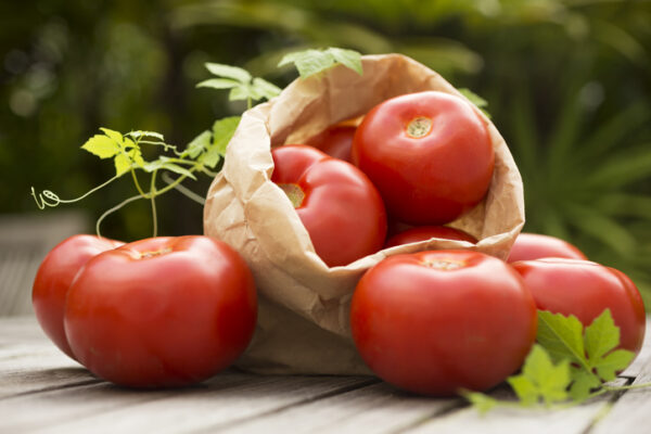 Front view photography of a pile of ripe organic red and appetizing tomatoes in paper bag on rustic wooden table, outdoors, sunlight, garden. Nature background. Country style. Horizontal composition. Artistic photo. Still life.